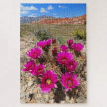 Flores de cactus rosados en el cañón Red Rock, NV