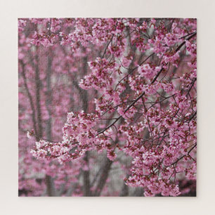 Puzzle Flores de cerezo Sakura rosadas flotando
