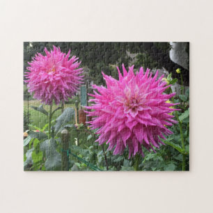 Puzzle Flores de Dahlia rosadas en flor