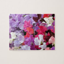 Flores de guisantes dulces rosados, morados y blan