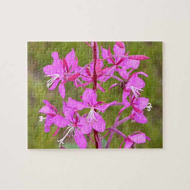 Puzzle Flores de hierba rosa en flor en Alaska (Horizontal)