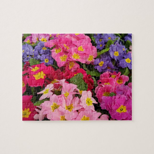 Puzzle Flores de la Primula azul morado rosado Medley (Horizontal)