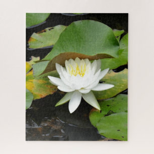 Puzzle Flores de Lirio Blanco en un estanque de Lily