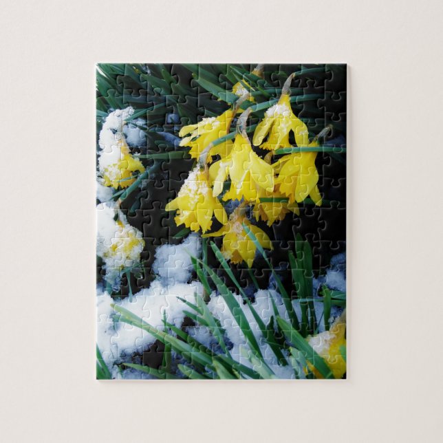 Puzzle Flores de los Daffodils amarillos en la nieve (Vertical)