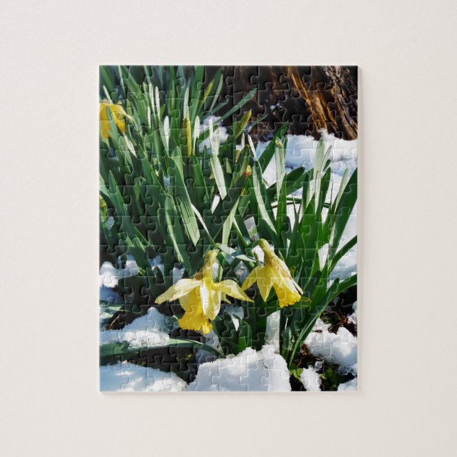 Puzzle Flores de los Daffodils amarillos en la nieve (Vertical)