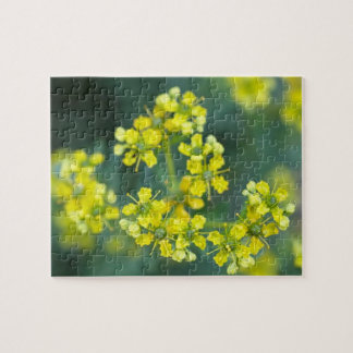 Puzzle Flores de Mostaza, Rompecabezas, 8x10 pulgadas, 11