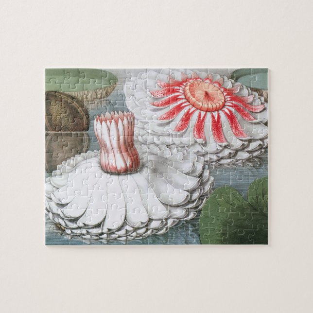 Puzzle Flores de nenúfares en un estanque de jardín (Horizontal)