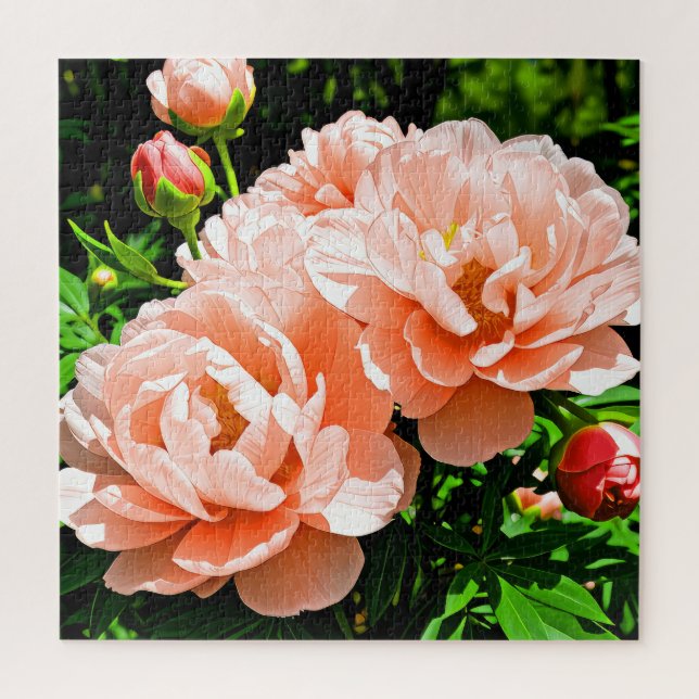 Puzzle Flores de peonía color melocotón  (Vertical)