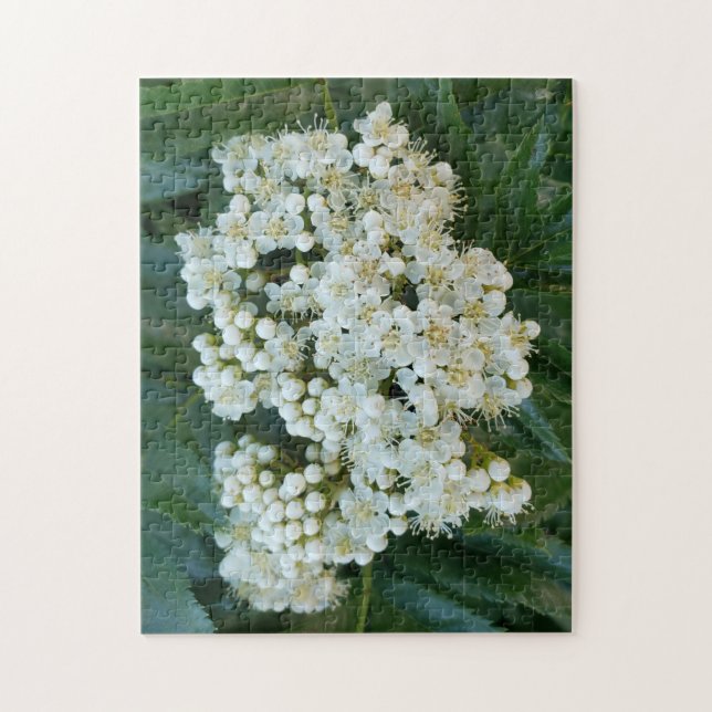 Puzzle Flores de perla alpina Rompecabezas, 11" x 14", 25 (Vertical)