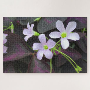 Puzzle Flores de plantas de Shamrock moradas Fotografía d