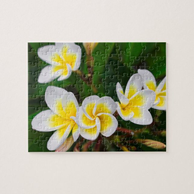 Puzzle Flores de plumeria en primer plano, Hawái (Horizontal)