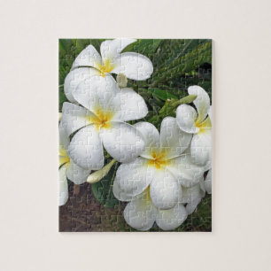 Puzzle Flores del Plumeria de Hawaii