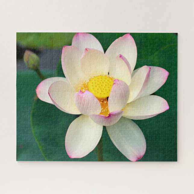 Puzzle Flores | Flor de agua Lotus (Horizontal)