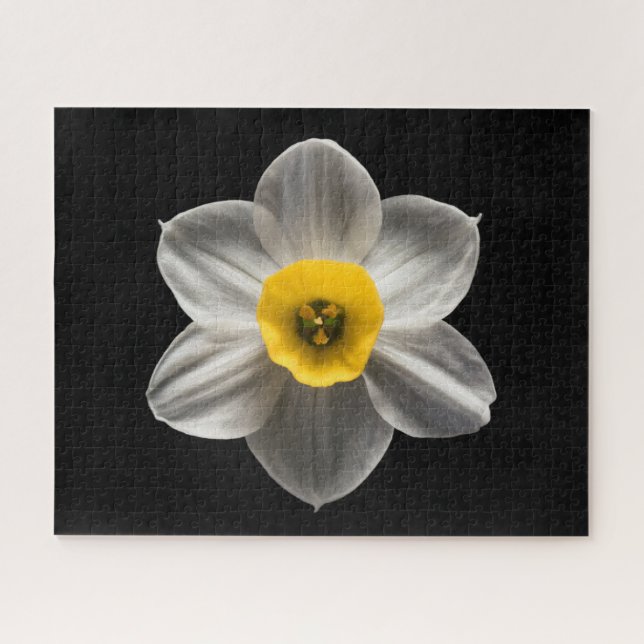 Puzzle Flores | Flor de Daffodil blanca (Horizontal)