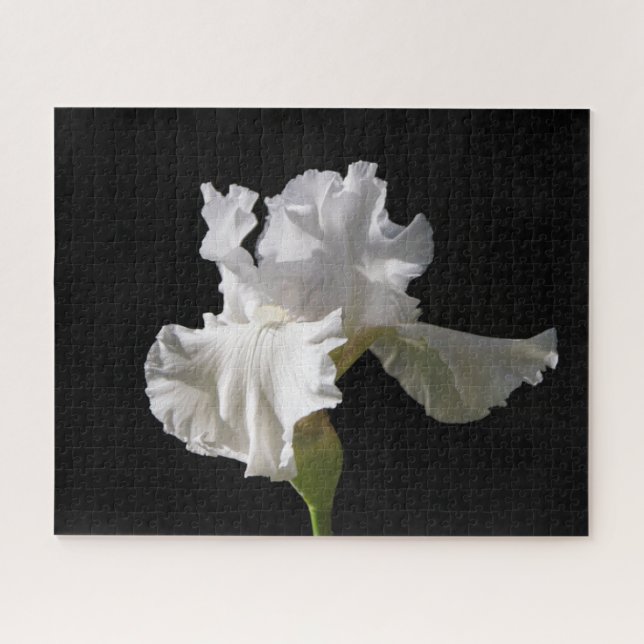 Puzzle Flores | Iris blanco (Horizontal)