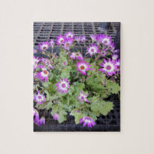 Flores Moradas