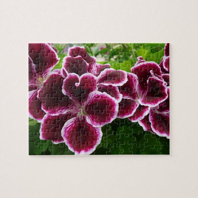 Puzzle Flores Regal Geranium Elegante Maroon Floral Lugga (Horizontal)