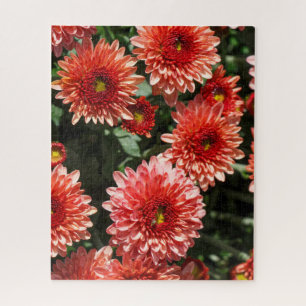 Puzzle Flores rojas de crisantemo