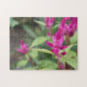 Puzzle Flores rosas Celosia Fotografía de la naturaleza d