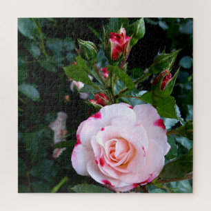 Puzzle Flores rosas, rosas rojas blancas rosadas