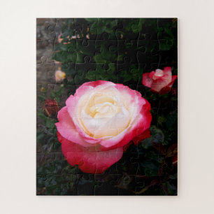 Puzzle Flores rosas, rosas rojas blancas rosadas