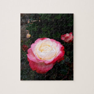 Puzzle Flores rosas, rosas rojas blancas rosadas