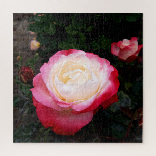 Puzzle Flores rosas, rosas rojas blancas rosadas