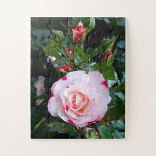 Puzzle Flores rosas, rosas rojas blancas rosadas