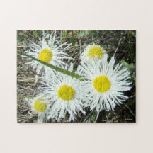 Flores silvestres blancas F10 Erigerón cespitoso