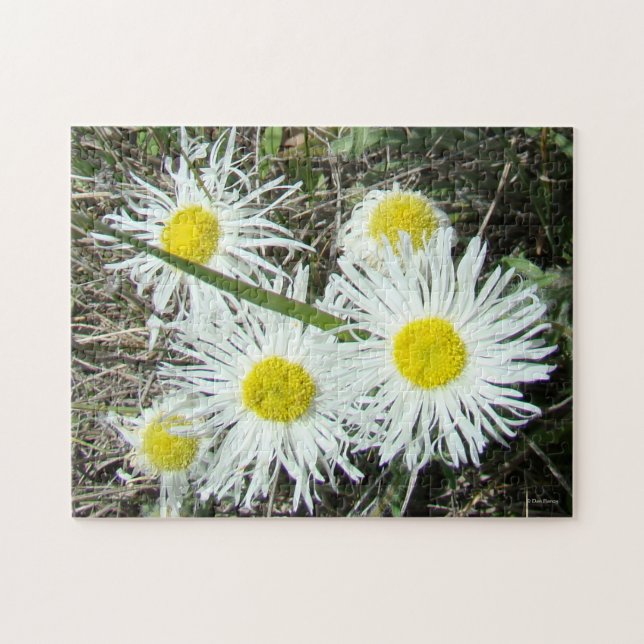 Puzzle Flores silvestres blancas F10 Erigerón cespitoso (Horizontal)
