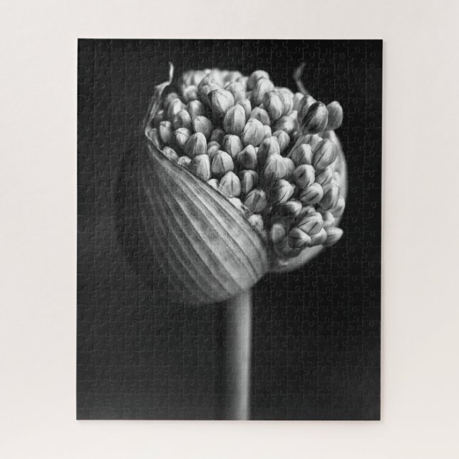 Puzzle Flowers | B&W Allium Flower Bud (Vertical)