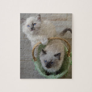 Puzzle Fluffy Ragdoll Blue Eyed Kittens