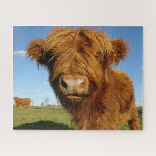 Puzzle Fluffy Scottish Highland Cow - Blue Sky (Horizontal)