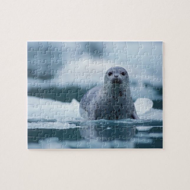 Puzzle foca común del pacífico, Phoca vitulina richardsi (Horizontal)