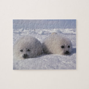 Puzzle Foca de Groenlandia (Phoca groenlandica) Crías de 