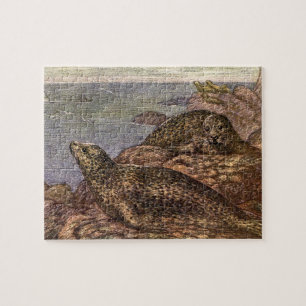 Puzzle Focas Comunes, Animales Marinos Antiguos de la Vid