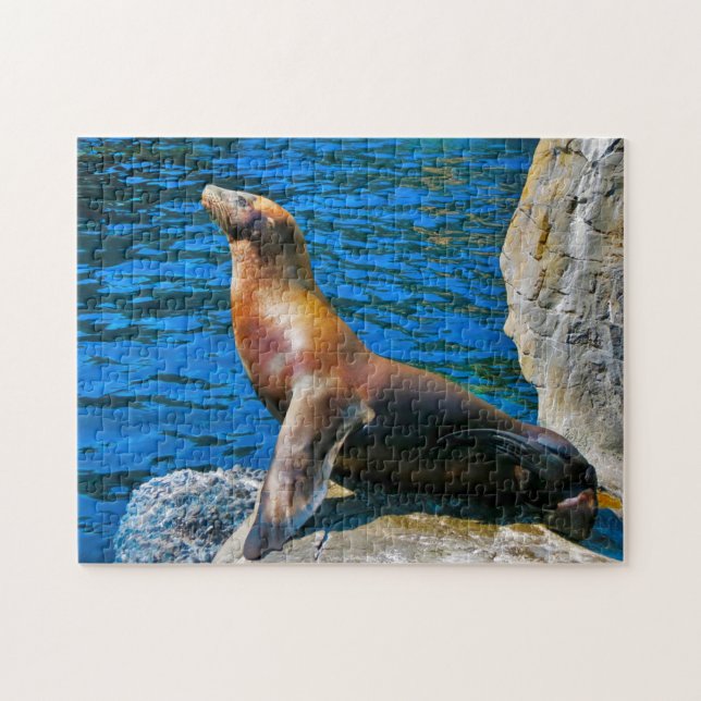 Puzzle Focas Isla Robben Florida. (Horizontal)