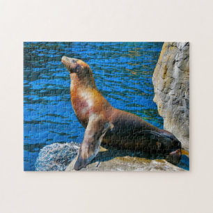 Puzzle Focas Isla Robben Florida.