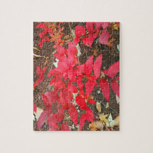 Puzzle Follaje de Otoño Colores de Otoño Foto