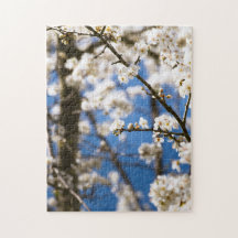 Fondo de cielo azul Flor blanca