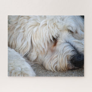 Puzzle Fondo Goldendoodle