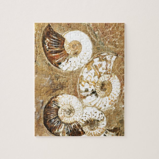 Puzzle Fondo prehistórico con las cáscaras fósiles (Vertical)
