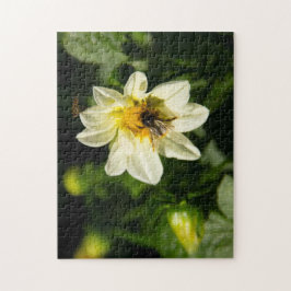 Puzzle Foto de abejorros y dahlia blanca