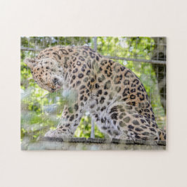 Puzzle Foto de animales salvajes de lavado de leopardo