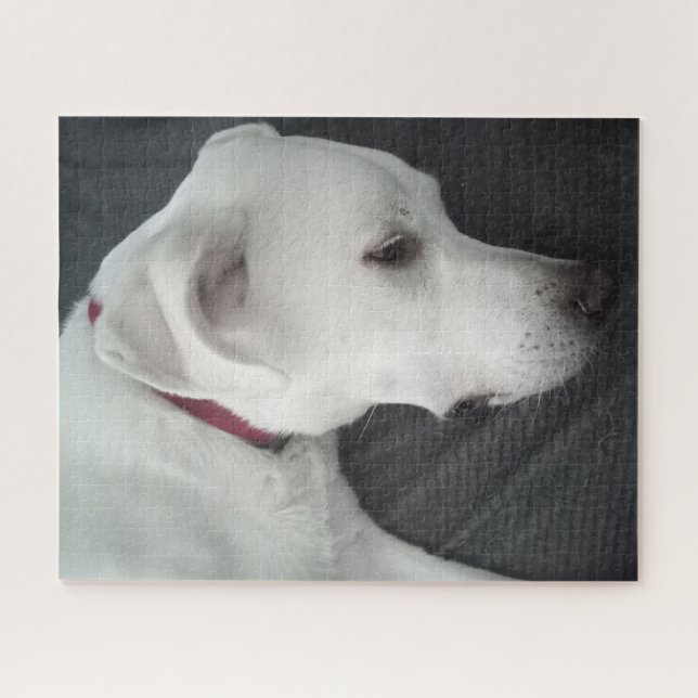 Puzzle Foto de bello perro blanco y gris (Horizontal)