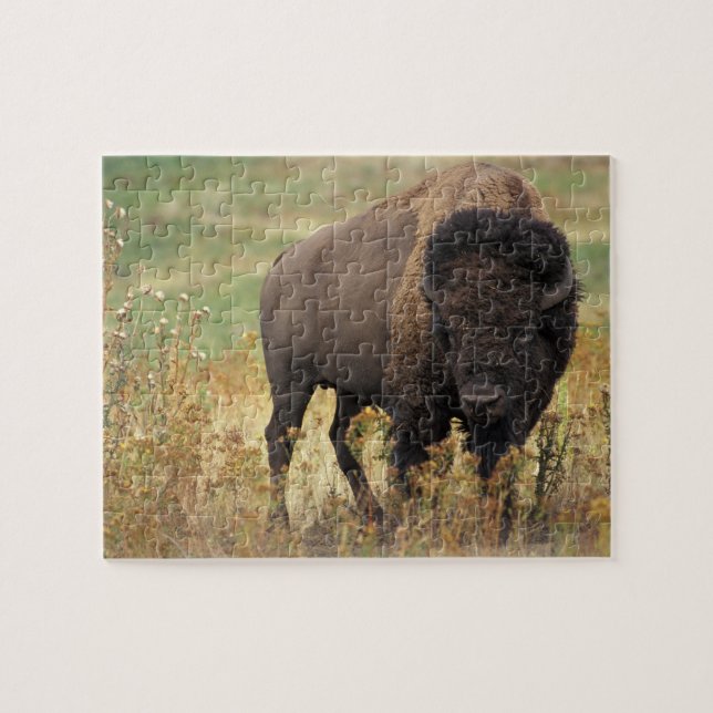 Puzzle Foto de bisonte (Horizontal)