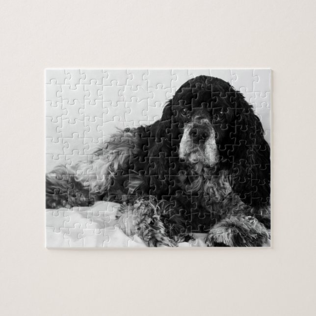 Puzzle Foto de Cocker Spaniel Blanco y Negro (Horizontal)