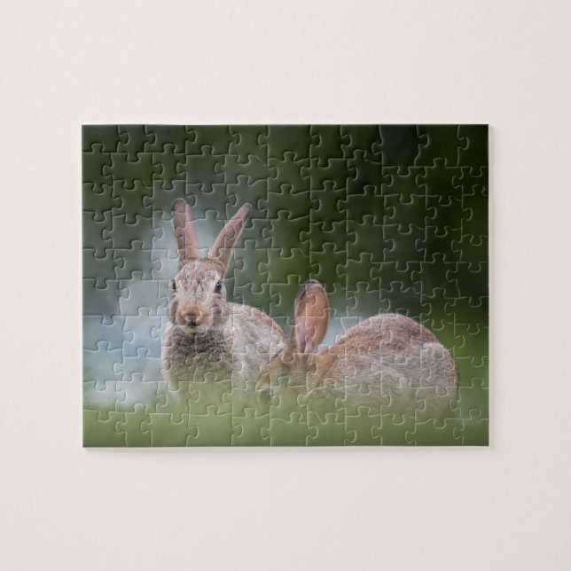 Puzzle Foto de conejos en la naturaleza (Horizontal)
