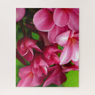 Puzzle Foto de flor de plumeria rosa