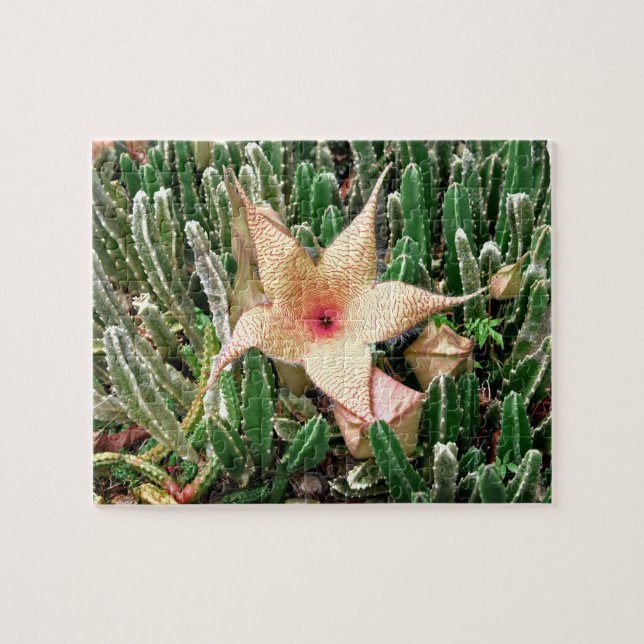 Puzzle Foto de flor de Stapelia Starfish Cactus (Horizontal)
